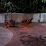 Filename=464.jpg
Filesize=214KiB
Dimensions=1920x1080
Date added=Jun 05, 2024 464.jpg